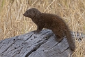 Dwarf Mongoose